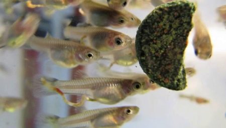 How and how to feed guppy fry?