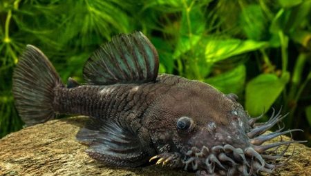 What and how best to feed Antsistrus?