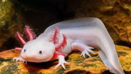 How to feed axolotl?