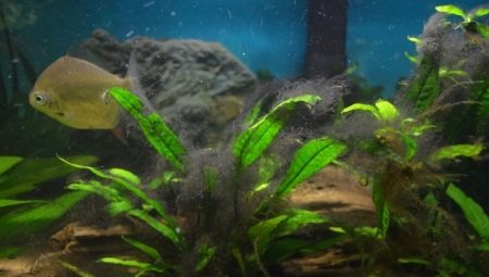 Black algae in an aquarium: why arise and how to deal with them?