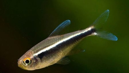 Black neon: description, content and breeding