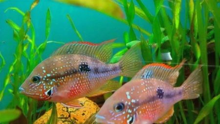 Eliot cichlazoma: description, care, breeding, compatibility