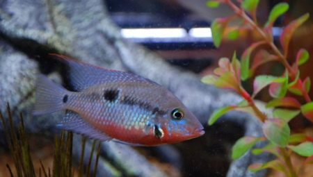 Meek cichlazoma: description, care, reproduction and compatibility