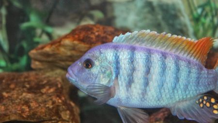Zebra cichlid: species with description and content