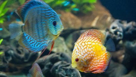 Cichlids: description, types and contents