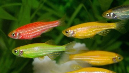 Danio glofish: what are and how to care for them?