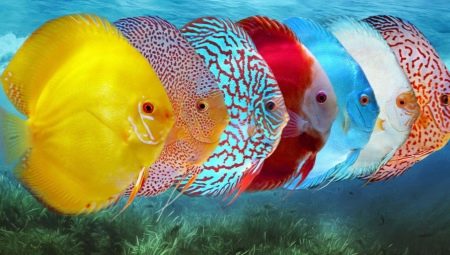 Discus: description and types of fish, keeping in the aquarium and care