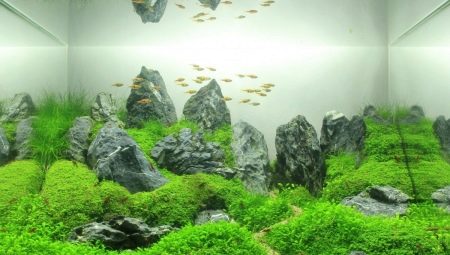 100 L Aquarium Design