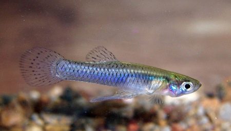 Gambusia: description, types and contents of the aquarium