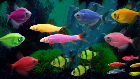 Pez Glofish: habitantes luminosos del acuario fluorescente