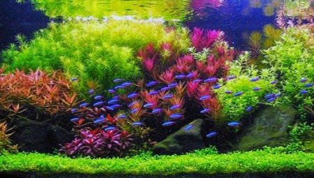Dutch aquarium: planting scheme and care