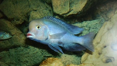 Blue dolphin: description of aquarium fish and its rules