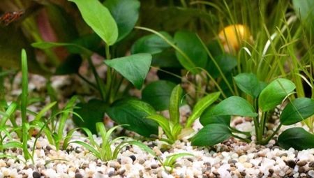 Soil for an aquarium: types, selection and application