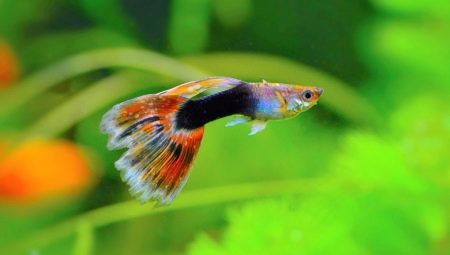 Guppies: types, care and recommendations for breeding