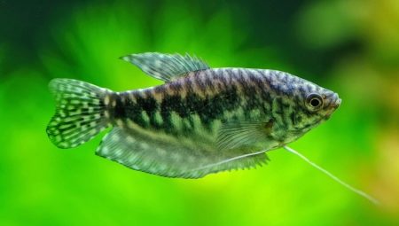 Gurami: description, types and care