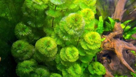 Kabomba: features of the aquarium plant, keeping and breeding