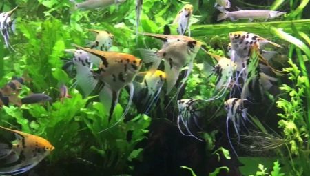 Jak a co krmit skalár?