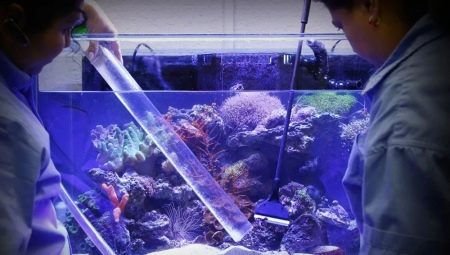 How and with what to sanitize an aquarium?