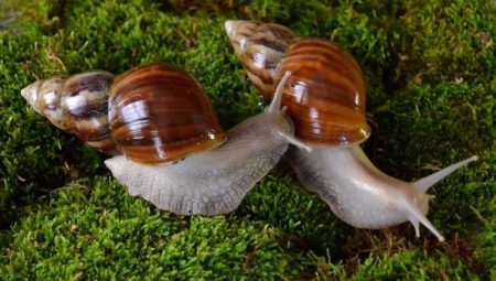 What is the best way to bathe Achatina?