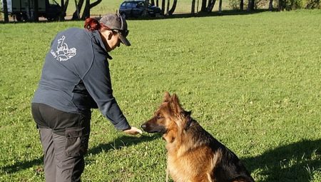 How to teach a dog fu commands and not?