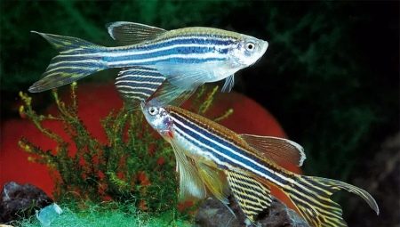 How to distinguish a female zebrafish from a male?