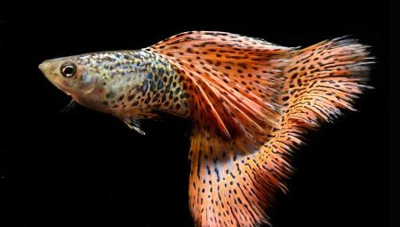 Com distingir un guppy femení d’un mascle?