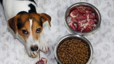 How to transfer a dog to dry food?