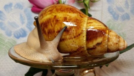 What are the names for snails?