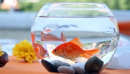 What kind of fish and how long can they live without oxygen and a filter?