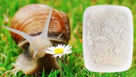 Calcium for snails: what can I give and how to cook?