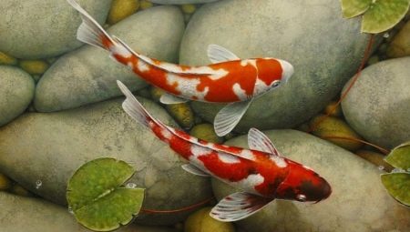 Koi carps: types and recommendations for content