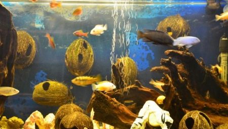 Coconut in an aquarium: how to make a home for fish with your own hands?