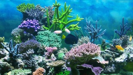 Corals for an aquarium: types and applications