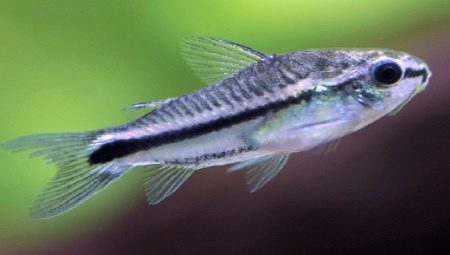 Pygmy corridor: keeping, breeding and compatibility