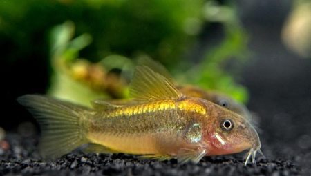 Golden corridor: breeding, maintenance and care