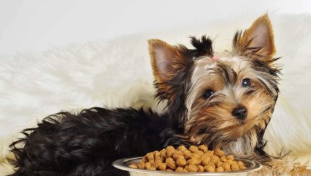 Feed for dogs of small breeds: types and selection criteria