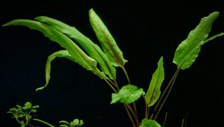 Cryptocoryne: varieties, care and reproduction