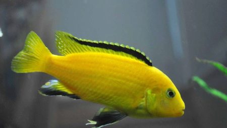 Labidochromeis yellow: features, contents and compatibility with other fish