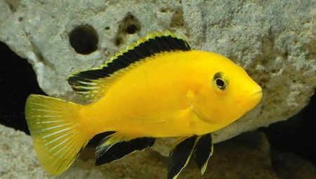 Labidochromis: Popular Views and Content Tips