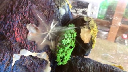 Burst the aquarium: how and how to glue it?