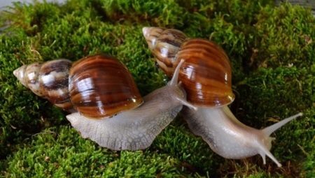 Best names for Achatina snails