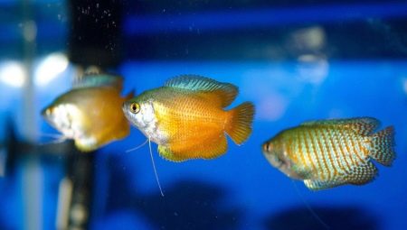 Lyalius: varieties, selection, care, reproduction