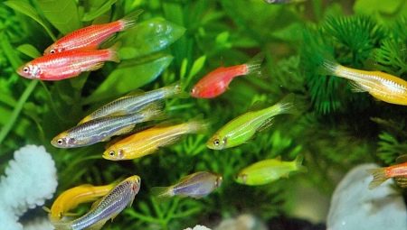 Peixos petits aquaris: varietats i opcions