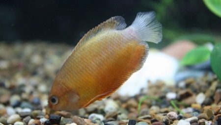 Honig-Gourami: Beschreibung und Merkmale des Inhalts