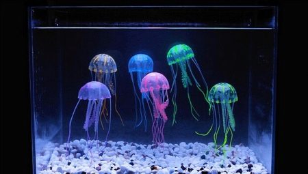 Jellyfish in the aquarium: what are and how to keep them?