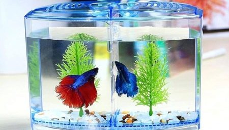 Mini aquariums: how to equip and which fish to start?