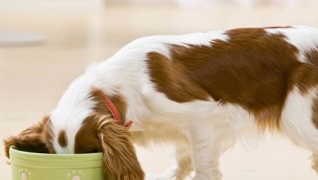 Is it possible to feed a dog with natural and dry food at the same time and how to do it right?