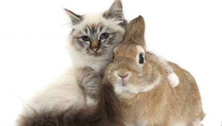 Male Cats (Rabbits): characteristics and compatibility