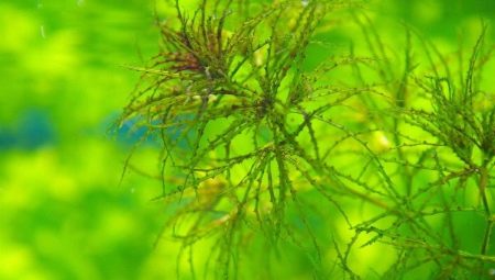 Nayas: characteristics, varieties, content and breeding