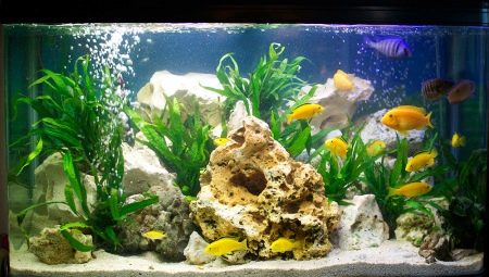 Aquarium dwellers: types and tips for choosing